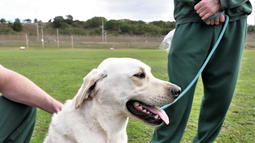 Putting dogs behind bars is helping to create better pets and better people