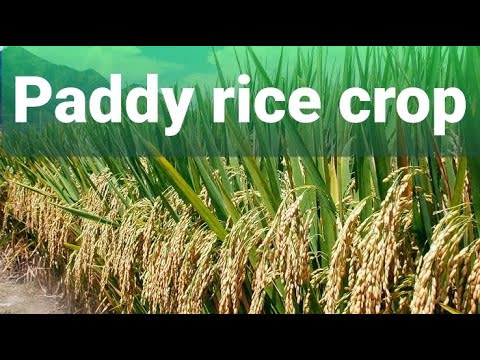How to grow Rice Paddy Crop? step by step growing paddy |farming| |paddy| |agri-farms| |north india|