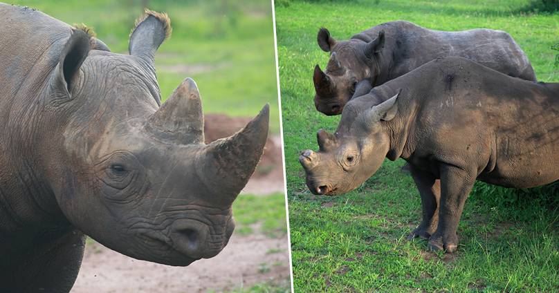 South Africa Cuts Rhino Poaching By Half