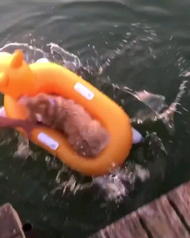 Dog jumping on a pool float.