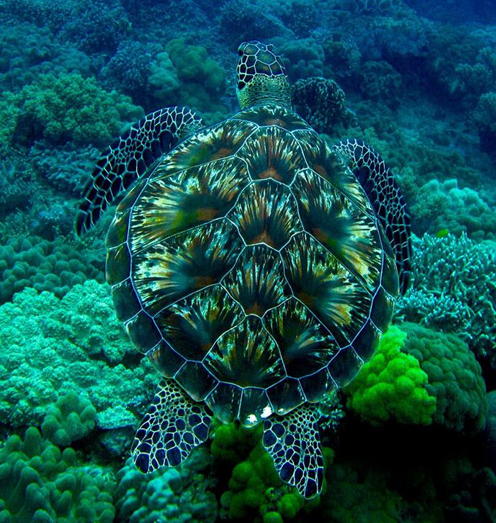 The pattern on this green sea turtle. Resembles fireworks