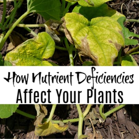 How Nutrient Deficiency In Plants Affects Them