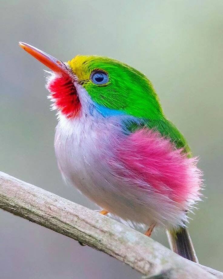Full of cuteness bird...