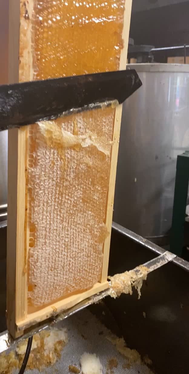 Cutting the wax caps off of the honeycombs for this year’s harvest