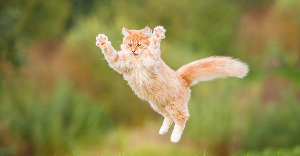 How Cats Used Humans to Conquer the World
