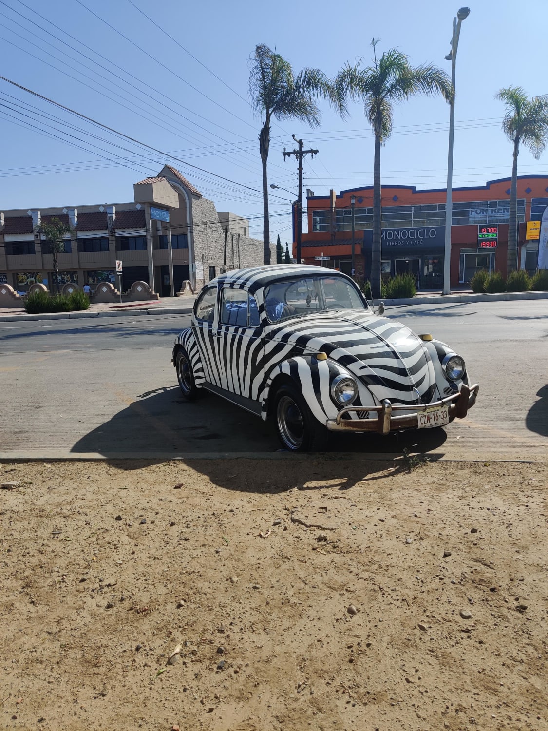 Seen a couple beetles here in Baja Cali but this takes the cake. Dare I say zebra cake