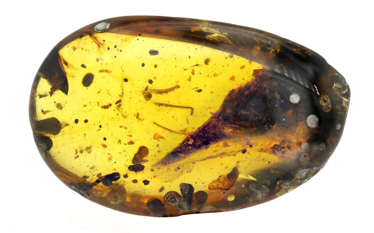 A hummingbird-sized dinosaur skull recently was found preserved in a 99-million-year-old piece of amber