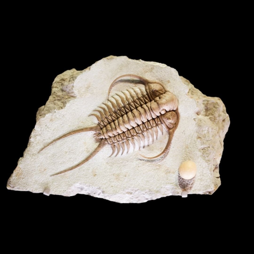Trilobites scuttled along Earth's ocean floor in search for tasty carrion or prey, 530 to 252 million years ago. 🏹 This one, Cheirurus ingricus, was found in what's now Russia. It lived in during the Middle Ordovician period. 📷