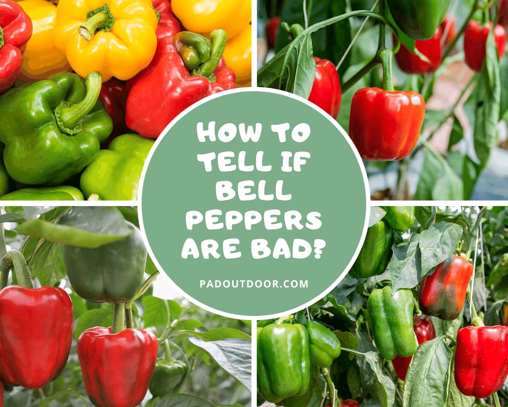 How To Tell If Bell Peppers Are Bad