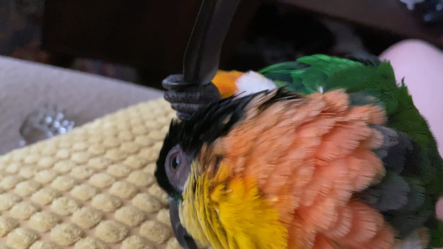 Bird uses his own feather for some satisfying head scritches :)