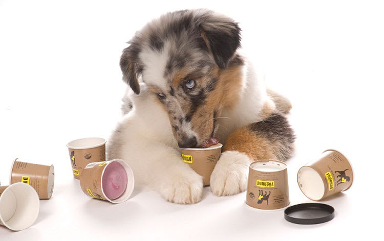 Is yogurt good for dogs and the diet you should know
