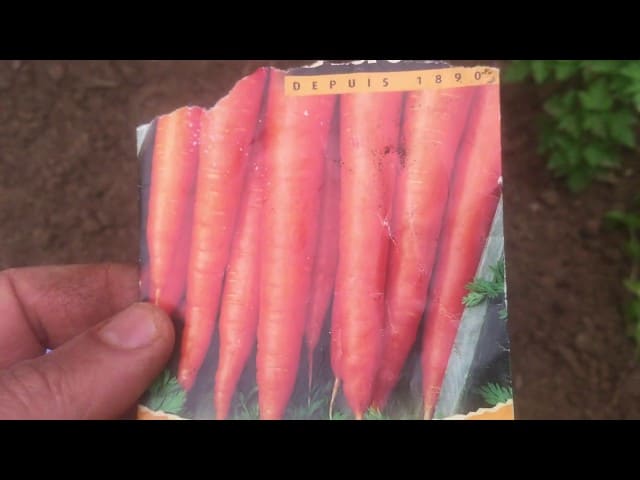 How to Grow Organic Carrot from Seeds