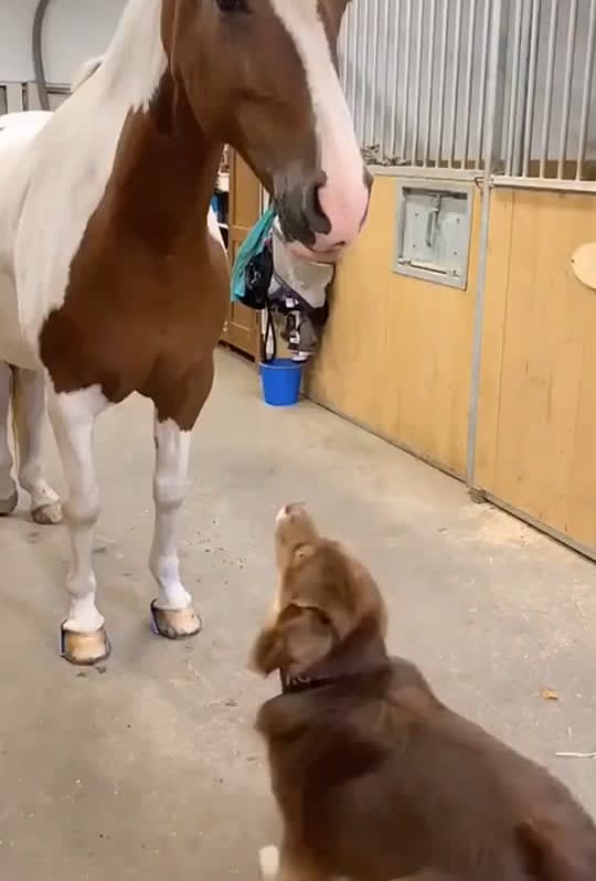 Dog found the love of his life