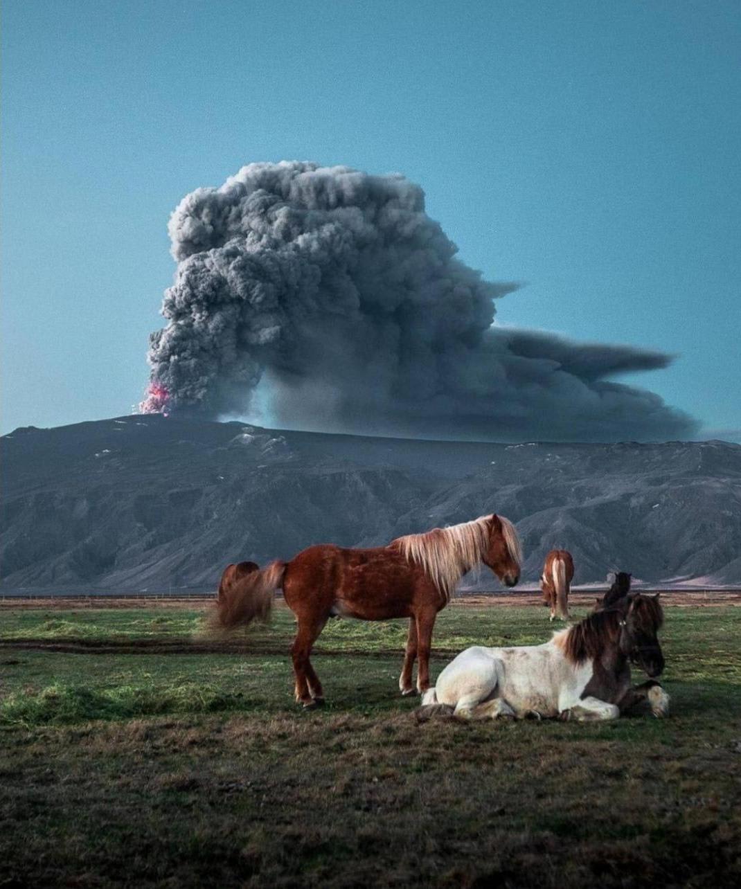 Icelandic horses being unfazed by the eruption of Eyjafjallajökull