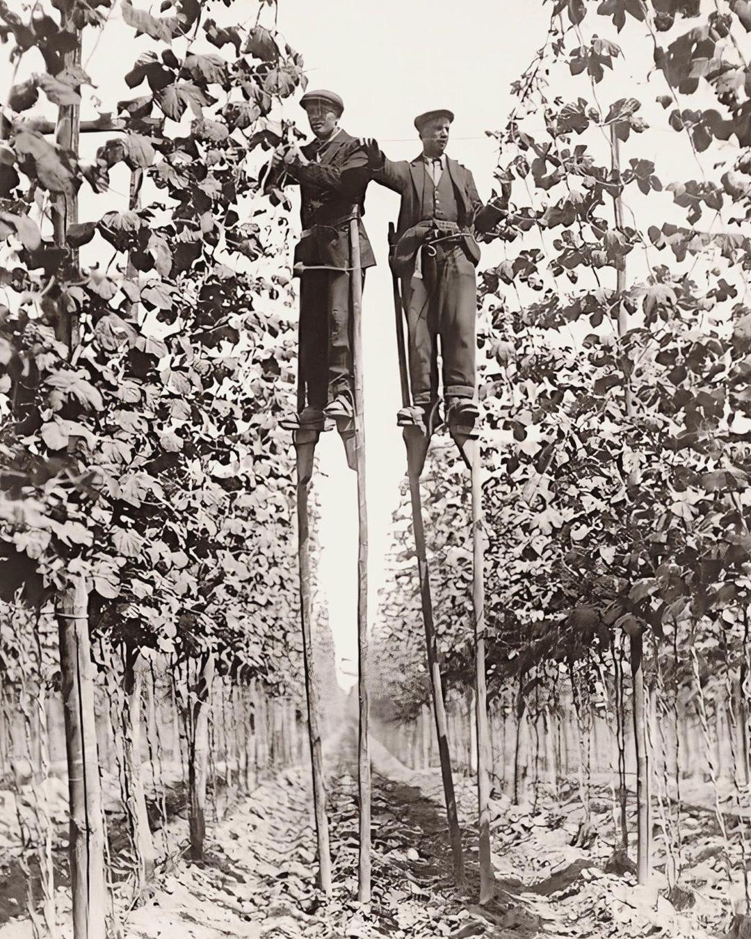 Hops pickers, Faversham, England 1920