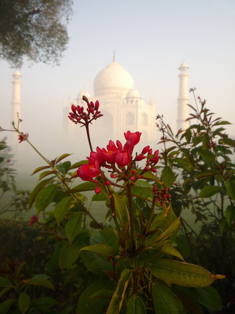Romantic Paradise - Taj Mahal in the Morning Fog. Agra, India