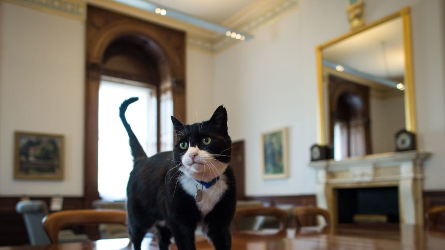 Foreign Office chief mouser Palmerston to leave Whitehall for quiet life in the countryside