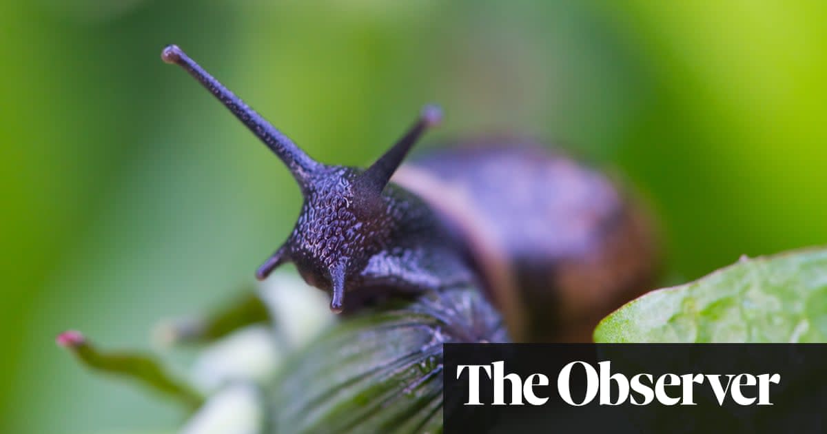 Say goodbye to slugs, snails, mice and badgers