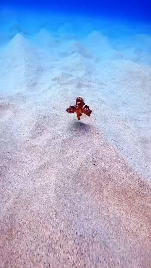 Tiny Octopus running along the ocean floor.