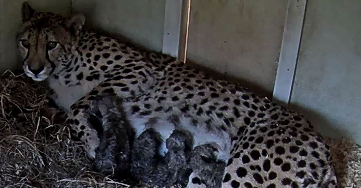 4 Cheetah Cubs Born at the Smithsonian Conservation Biology Institute