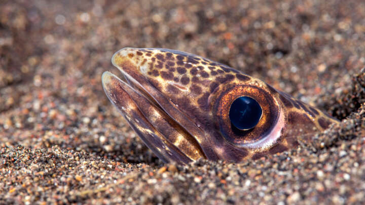 Snake Eel Tactics For Escaping The Stomachs Of Their Captors Is The Stuff Of Nightmares