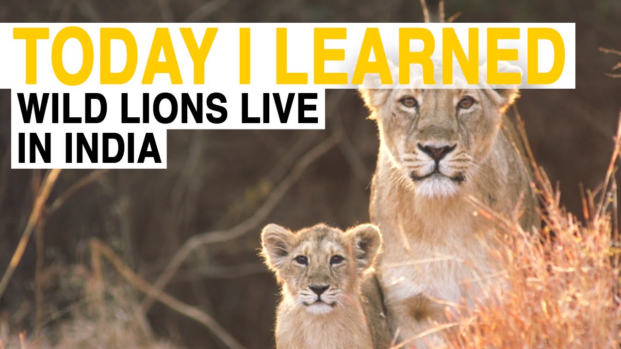TIL: Wild Lions Live in India | Today I Learned