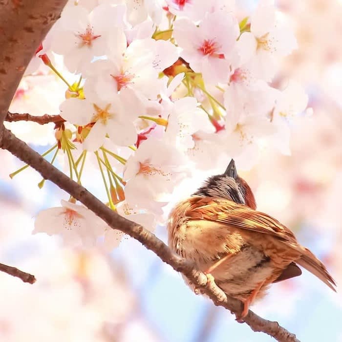Awesome and out of the ordinary sakura spots in Japan (+when to go!)