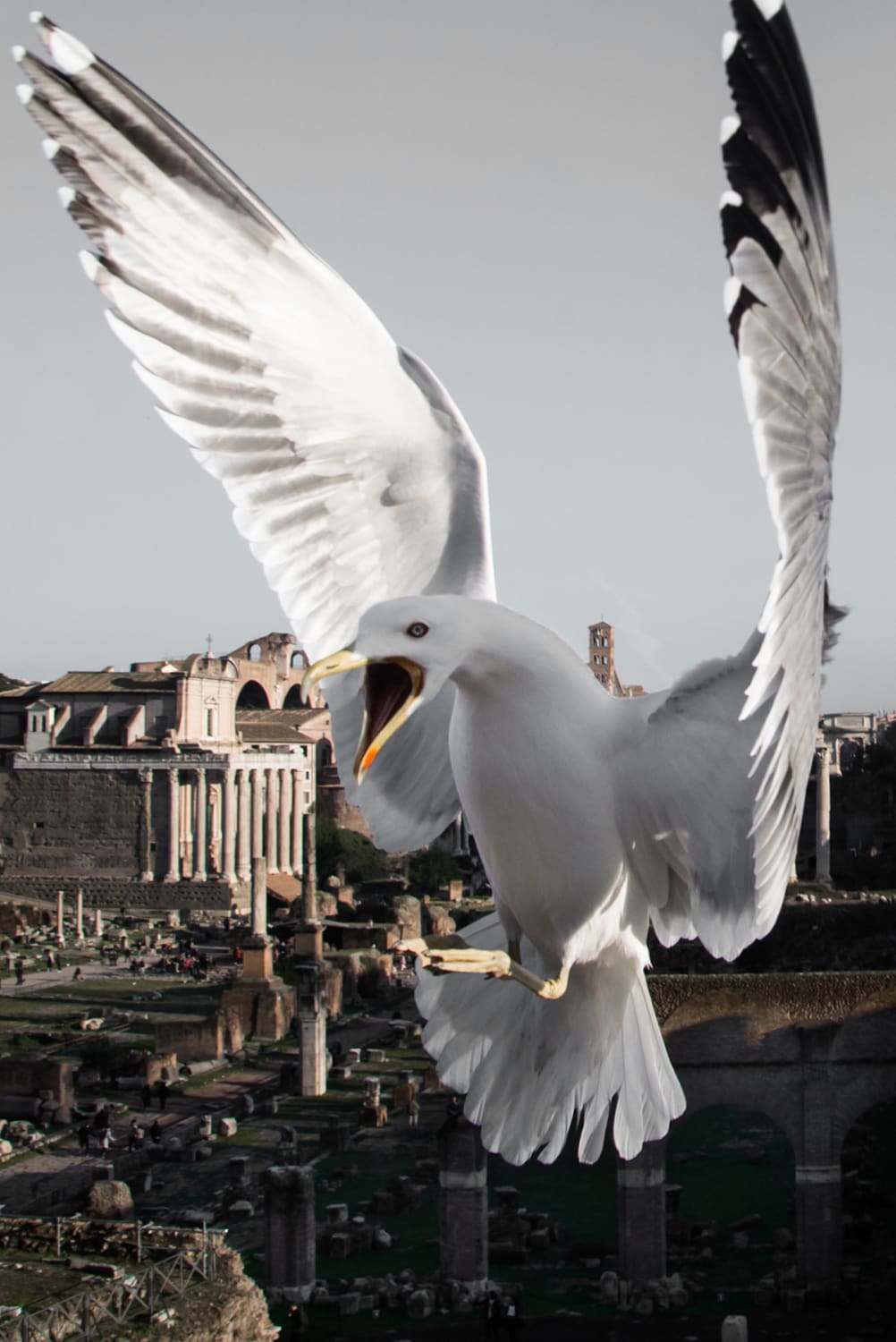 Seagulls and Pigeons Photobomb Shots of Rome by Photographer Skander Khlif — Colossal