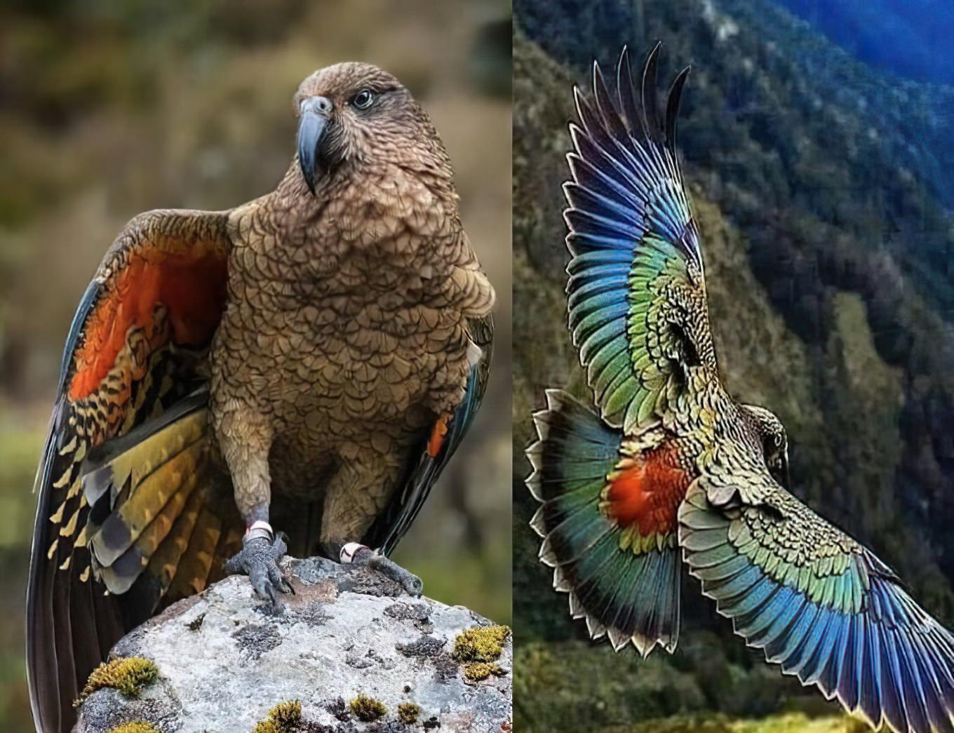The magnificent endangered Kea from New Zealand is the only alpine parrot in the world.