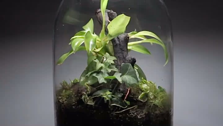 One of my bioactive terrariums. This is already a year old and doing great so far