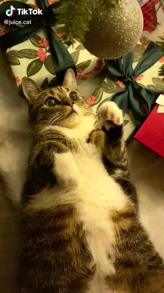 Cat wants Sparkly Christmas ball! (@juice.cat)