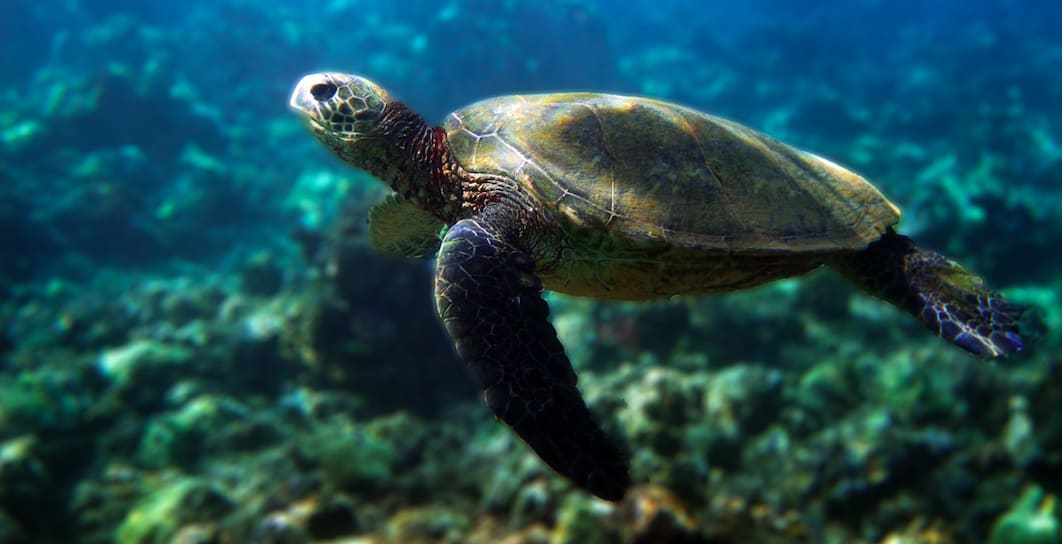 Endangered Sea Turtle Population Might Be Bouncing Back, Scientists Say