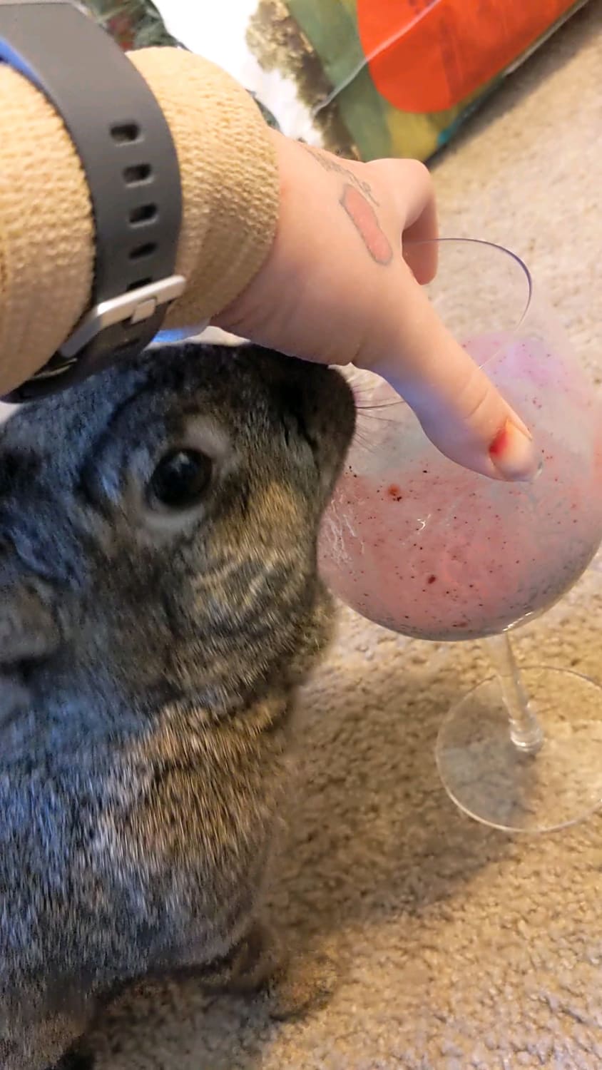 Trying to drink my morning smoothie over here and all she wants to do is eat the glass!