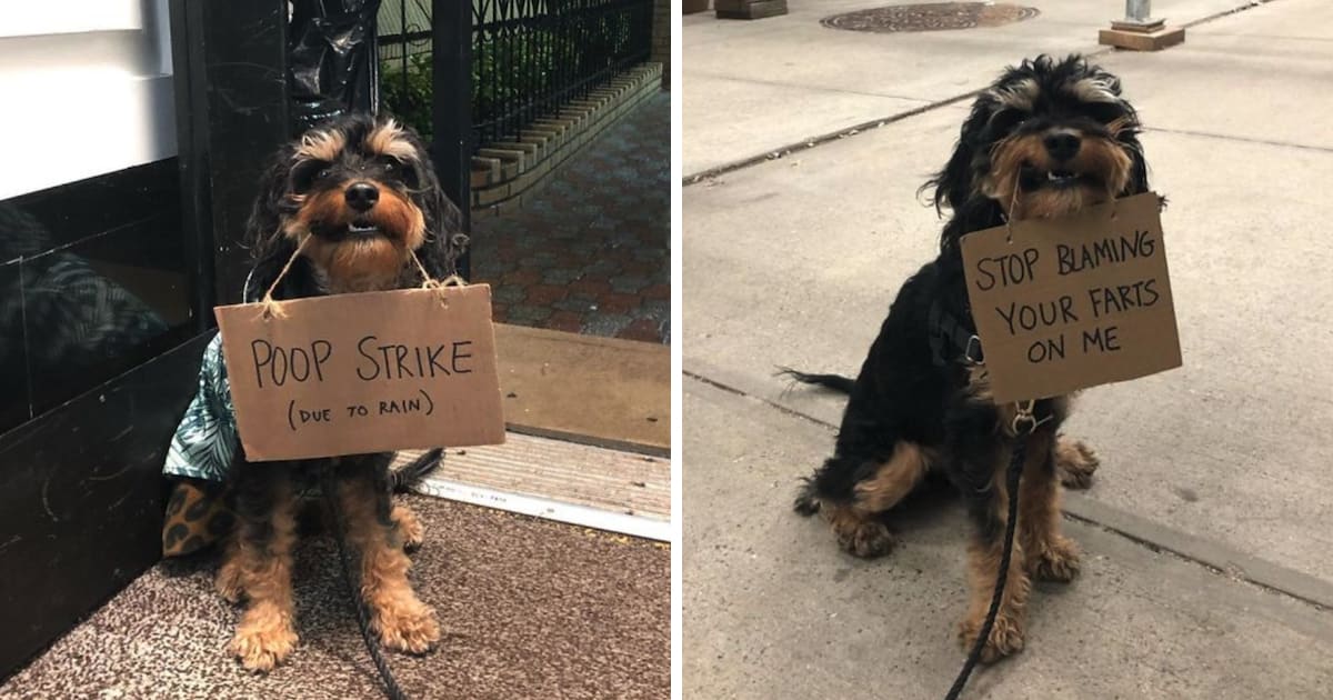 Dog Protests Everyday Annoyances By Holding Funny Signs In Her Mouth »
