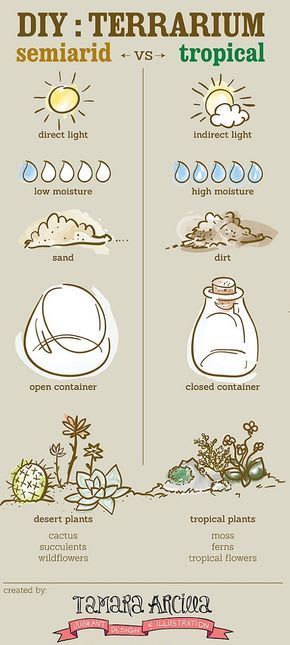 How To Make A Terrarium (Everything) In 11 Infographics