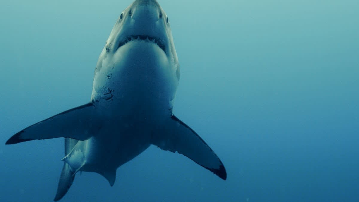 Welcome to Bite Club, Where Shark-Attack Survivors Find Solace