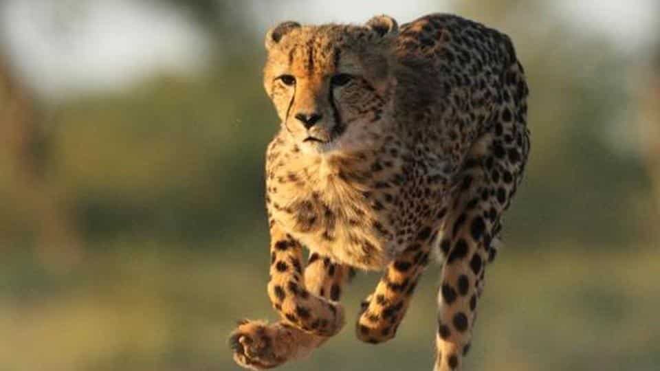Supreme Court allows introduction of African Cheetah in India