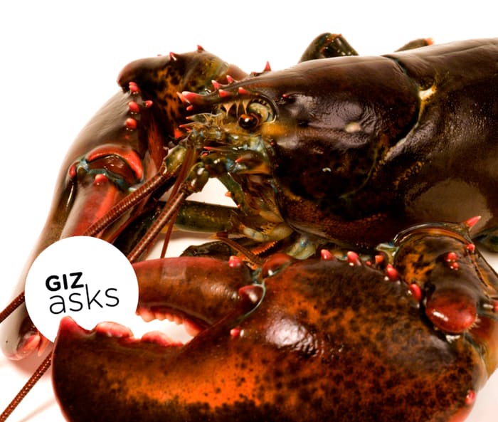 Do 'Stoned' Lobsters Really Feel Less Pain When Cooked Alive?