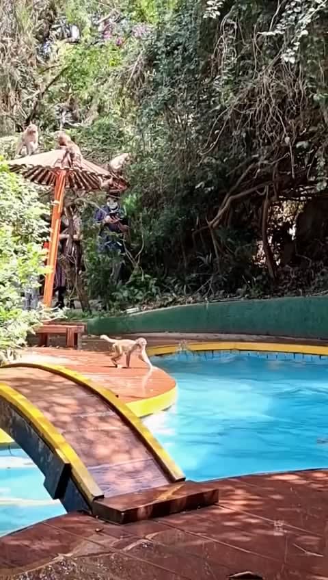 Monkeys living their best life
