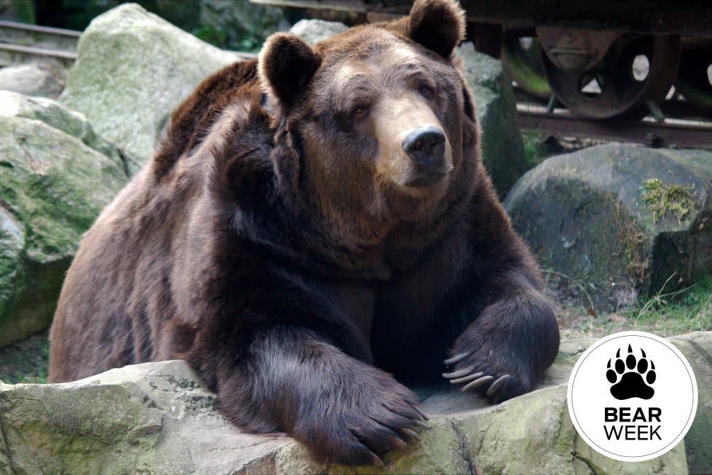 Ask a Bear: How Many Different Kinds of Bears Are There?