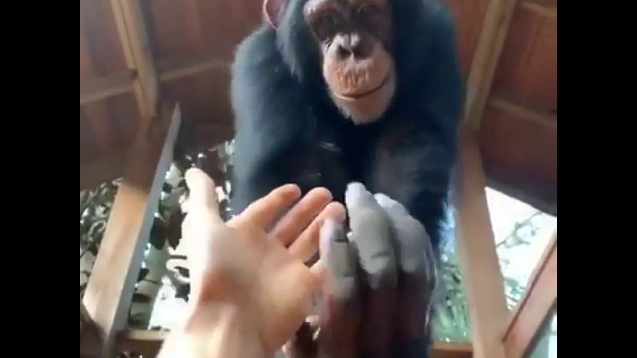 Chimp not only helps to lift the fellow human, but gives a fist bump aftewards