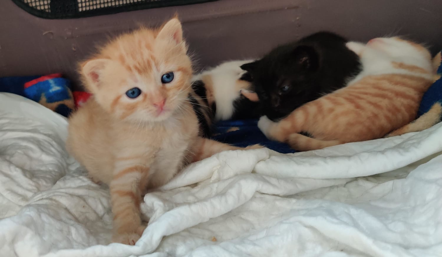 These tiny fugitives were captured on Thursday alongside their mother and found guilty on 4 counts of illegal smolness. The entire family has been sentenced to life in comfort and many cuddles.