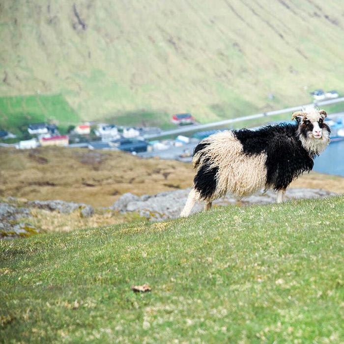 50 Photos of the Fluffiest Sheep in the Faroe Islands to Make You Want to Visit!