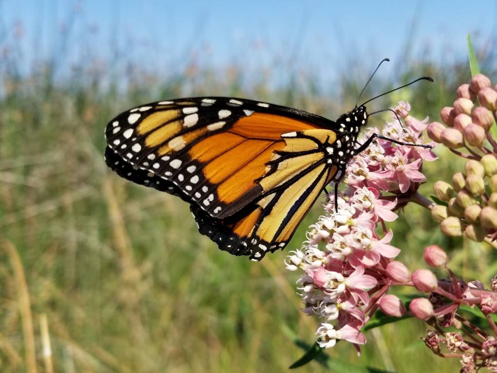 Just 29,000 Western Monarch Butterflies Are Left in California. That's Down From Millions