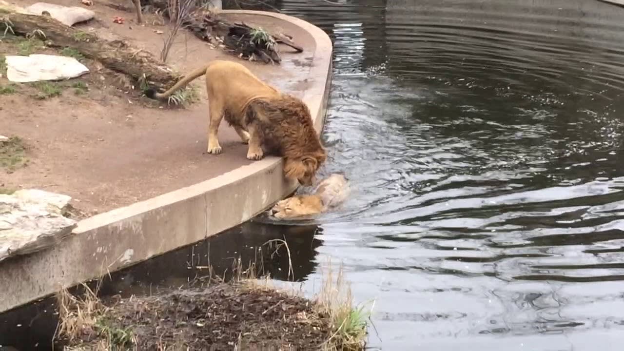 Distracted lion falls into water, his buddy tries to help and gives moral support
