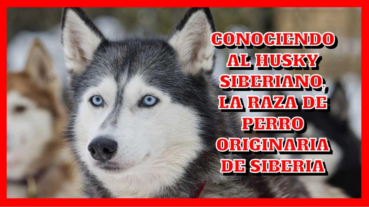 Conociendo al Husky Siberiano la raza de perro originaria de Siberia