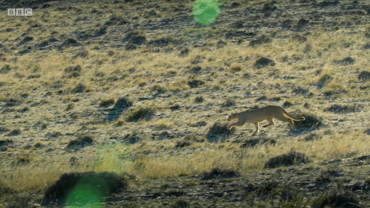 A young female sets her eyes on tasty prey, a guanaco nearly three times her size. Despite her sneak attack, luck saved the ungulate from the big cat's clutches. Maybe next time!