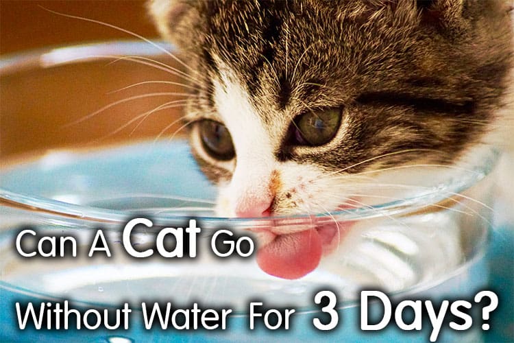 Can A Cat Go Without Water For 3 Days?