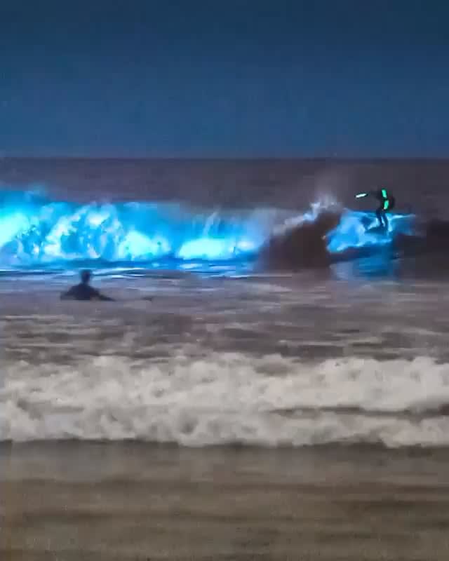 Surfing and swimming in a sea of bioluminescent algae