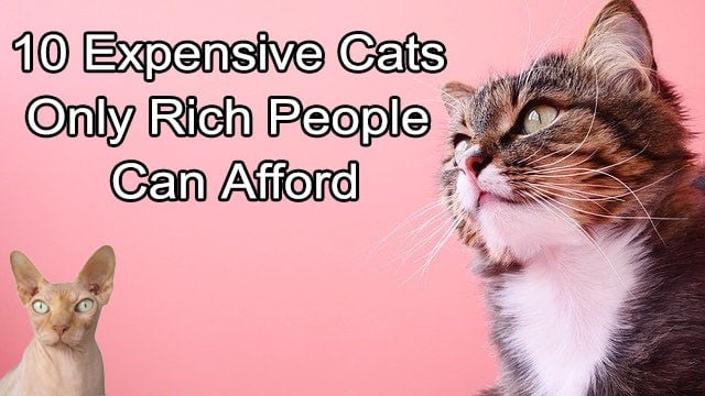 10 Expensive Cats Only Rich People Can Afford